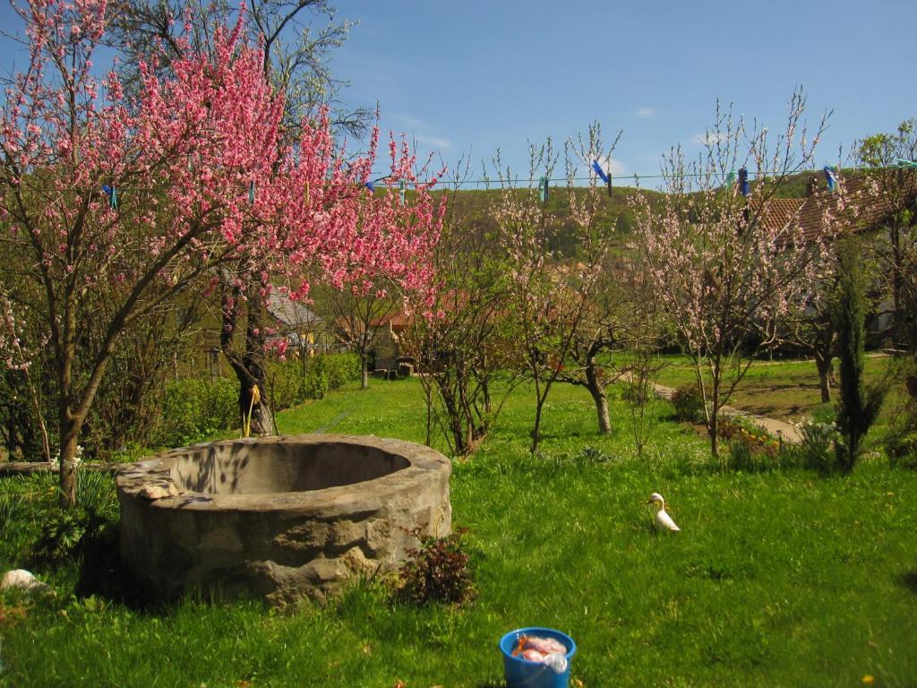 Pensiunea Sighişoara Exterior foto